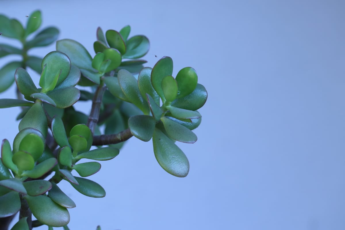 Jade plant (money plant) (Crassula ovata), the species that wants at least a few hours of direct sun