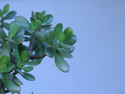 Jade plant (money plant) (Crassula ovata), the species that wants at least a few hours of direct sun