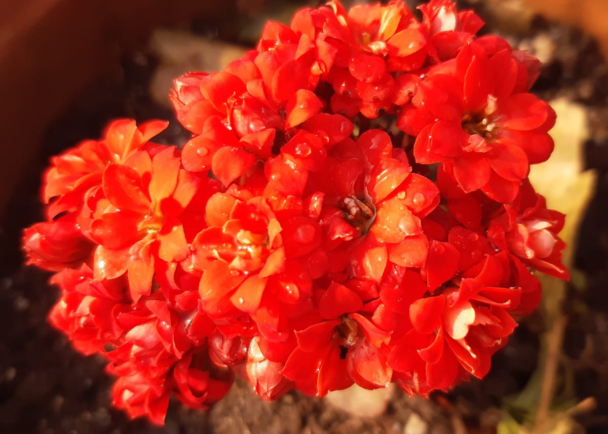 Kalanchoe (flaming Katy) (Kalanchoe blossfeldiana), the species that wants bright light, including some gentle direct sun