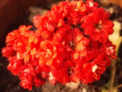 Kalanchoe (flaming Katy) (Kalanchoe blossfeldiana), the species that wants bright light, including some gentle direct sun