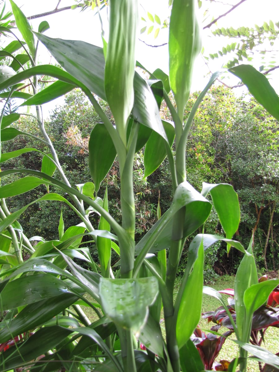 Lucky bamboo (Dracaena sanderiana), the species that wants bright, indirect light
