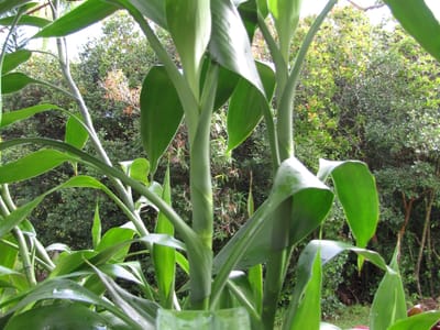 Lucky bamboo (Dracaena sanderiana), the species that wants bright, indirect light