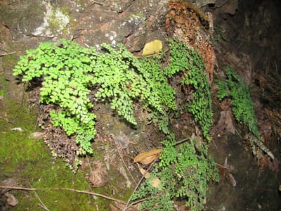 Maidenhair fern (Adiantum raddianum) with delicate fan-shaped pinnae on fine dark stems