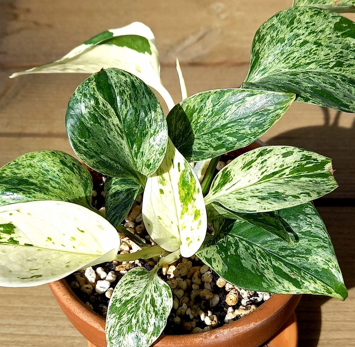 Marble Queen pothos (Epipremnum aureum 'Marble Queen') with heavily cream-and-green marbled heart-shaped leaves in a terracotta pot