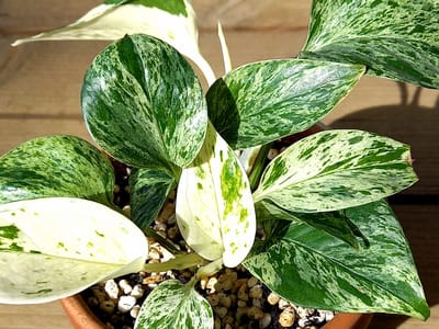 Marble Queen pothos (Epipremnum aureum 'Marble Queen') with heavily cream-and-green marbled heart-shaped leaves in a terracotta pot