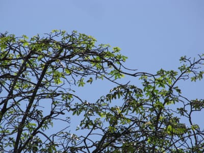 Money tree (Pachira aquatica), the species that wants bright, indirect light; tolerates medium light