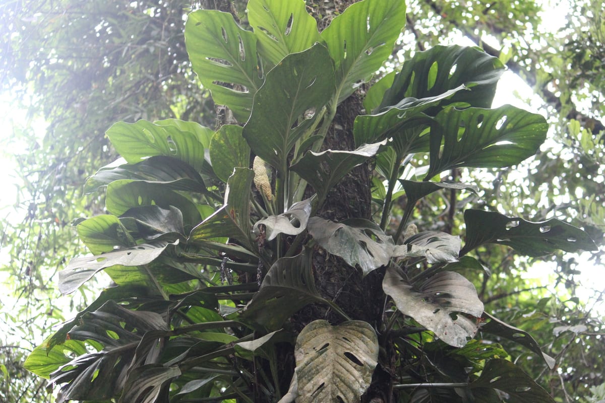 Swiss cheese vine (Monstera adansonii) climbing a tree trunk, its leaves riddled with oval fenestration holes