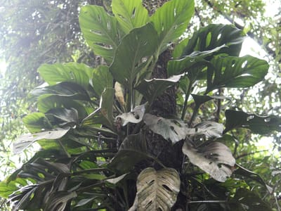 Swiss cheese vine (Monstera adansonii) climbing a tree trunk, its leaves riddled with oval fenestration holes