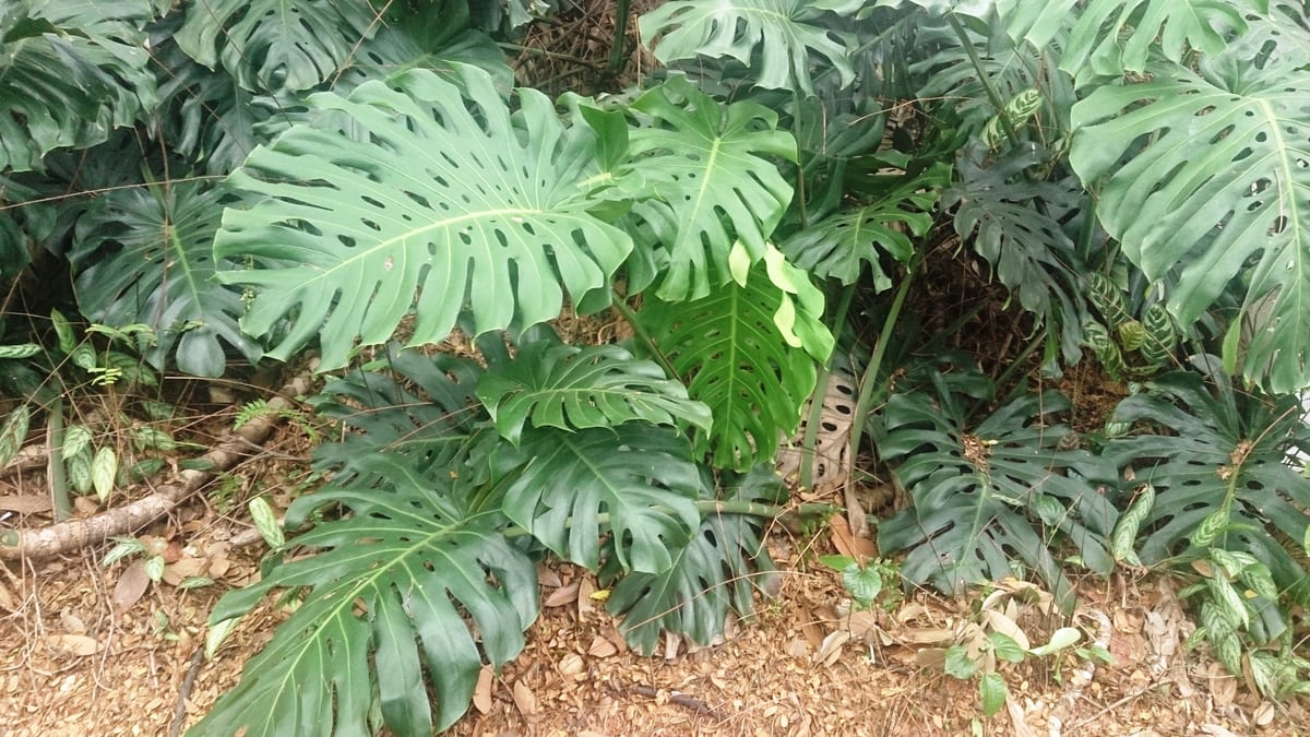 Monstera (Monstera deliciosa), the species that wants bright, indirect light