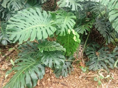 Monstera (Monstera deliciosa), the species that wants bright, indirect light