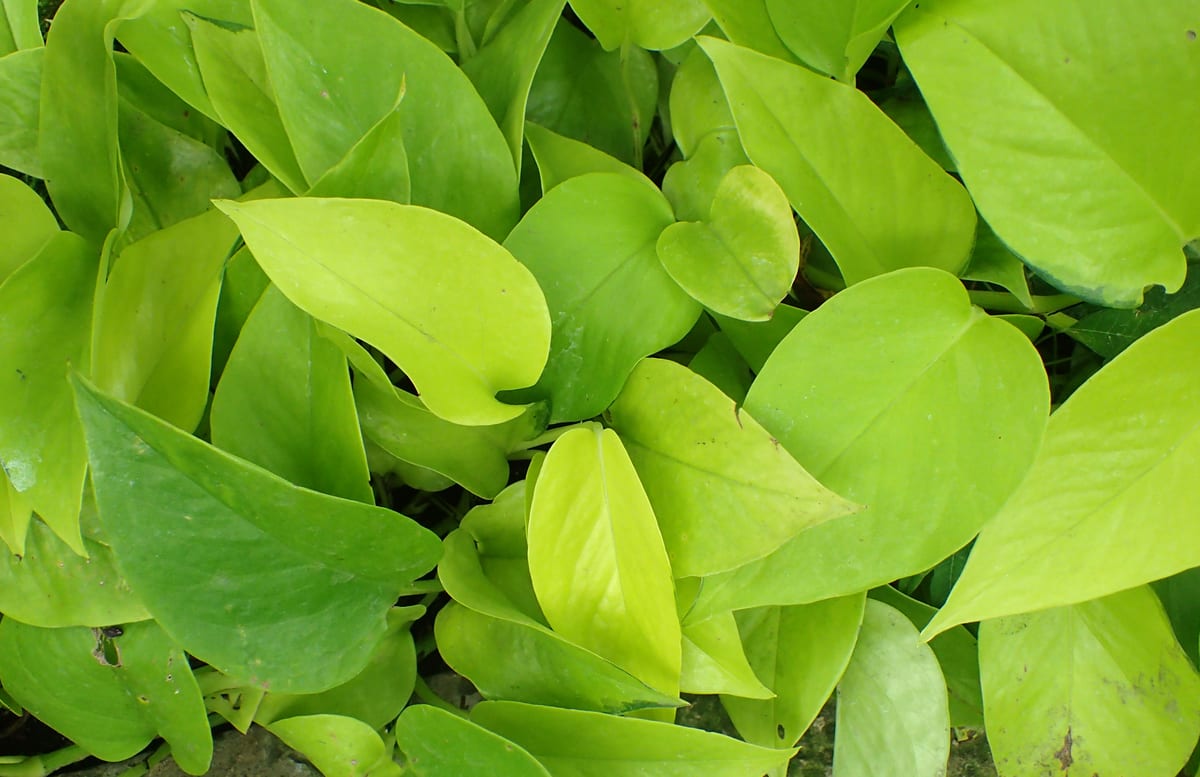 Neon pothos (Epipremnum aureum 'Neon') with a mass of glossy, uniformly chartreuse-lime heart-shaped leaves