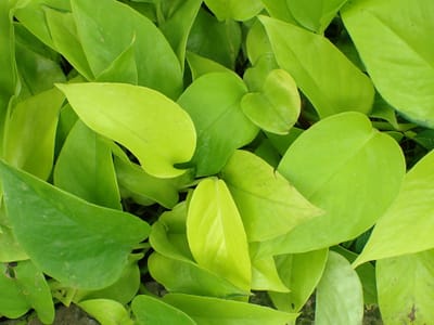 Neon pothos (Epipremnum aureum 'Neon') with a mass of glossy, uniformly chartreuse-lime heart-shaped leaves