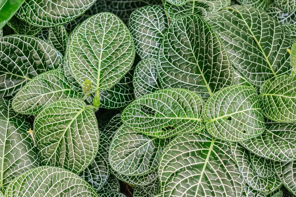 Nerve plant (Fittonia albivenis), the species that wants bright, indirect light or light shade