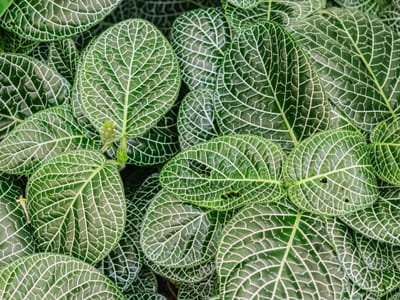 Nerve plant (Fittonia albivenis), the species that wants bright, indirect light or light shade