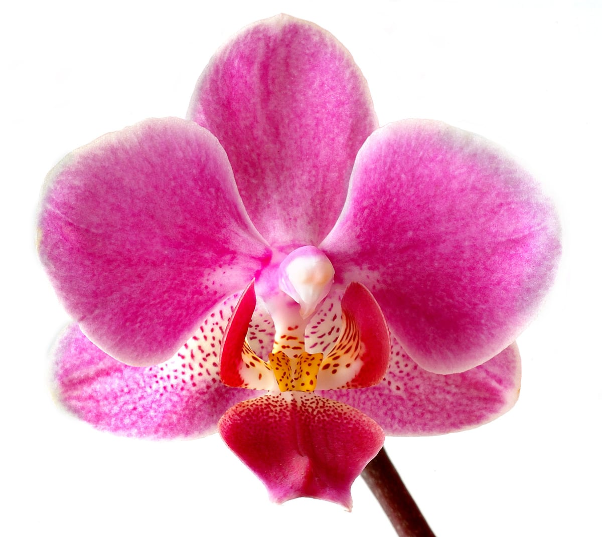 Phalaenopsis orchid (moth orchid) (Phalaenopsis spp.), the species that wants bright indirect light, no direct midday sun