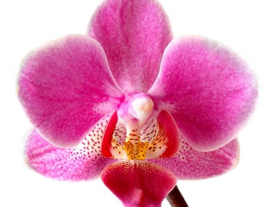 Phalaenopsis orchid (moth orchid) (Phalaenopsis spp.), the species that wants bright indirect light, no direct midday sun