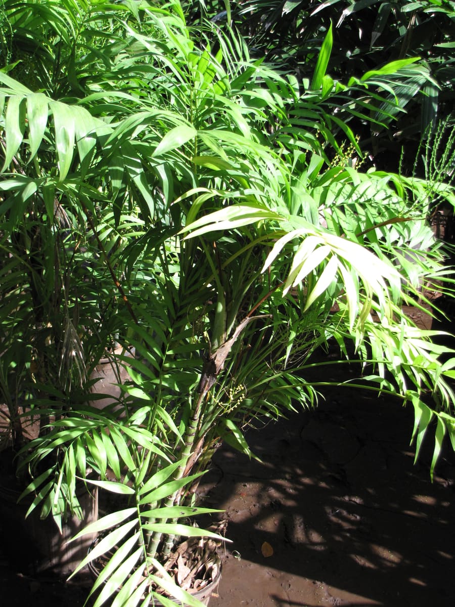 Parlor palm (Chamaedorea elegans), the species that wants medium to low indirect light
