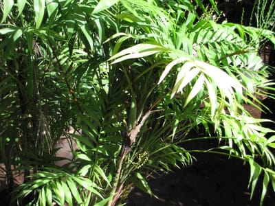 Parlor palm (Chamaedorea elegans), the species that wants medium to low indirect light