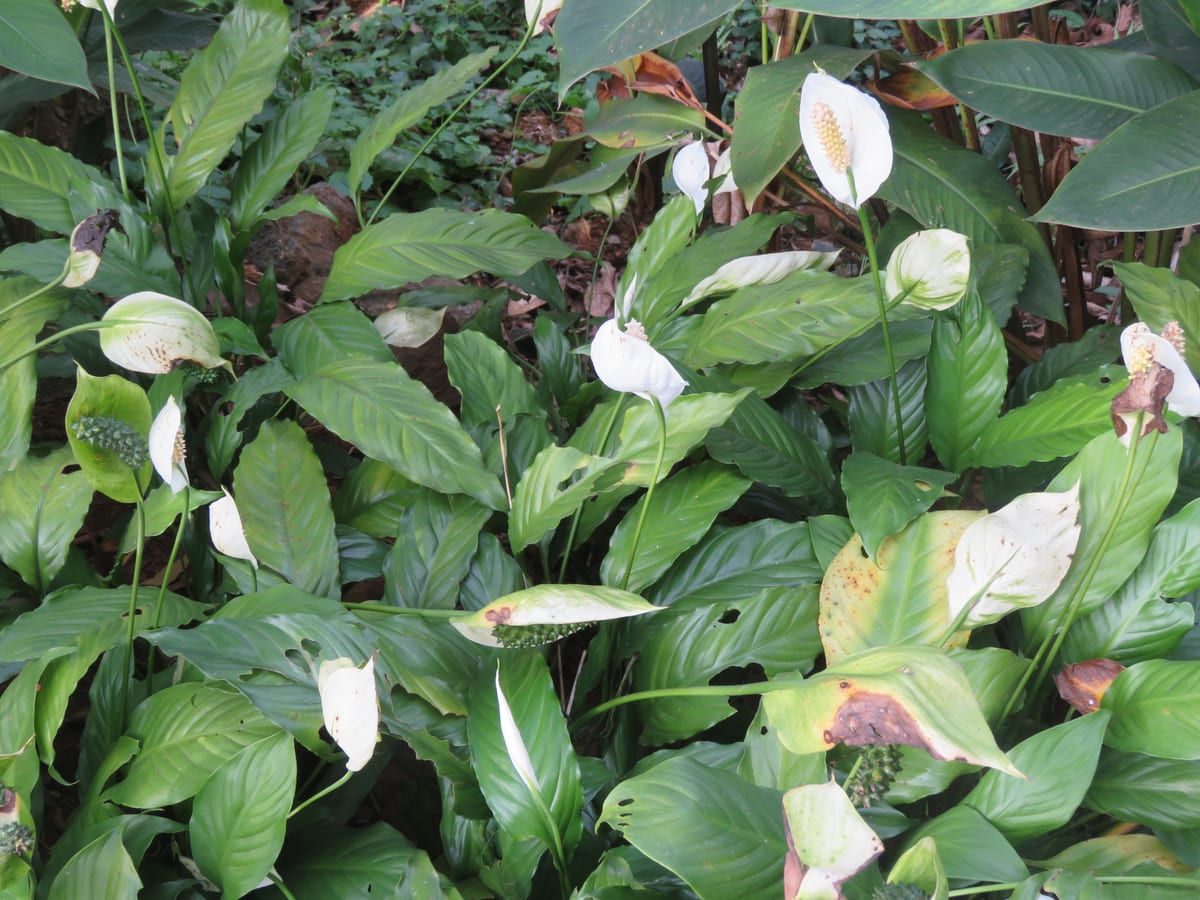 Peace lily (Spathiphyllum wallisii), the species that wants bright, indirect light; no direct sun