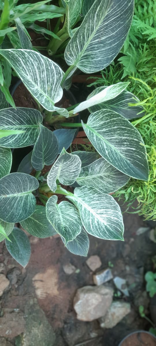 Philodendron 'Birkin' growing upright, its dark green leaves feathered with fine white pinstripes