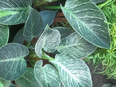 Philodendron 'Birkin' growing upright, its dark green leaves feathered with fine white pinstripes