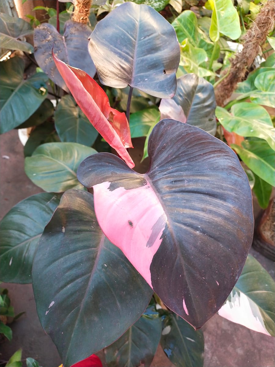 Pink Princess philodendron (Philodendron erubescens) with dark leaves splashed in bright pink variegation