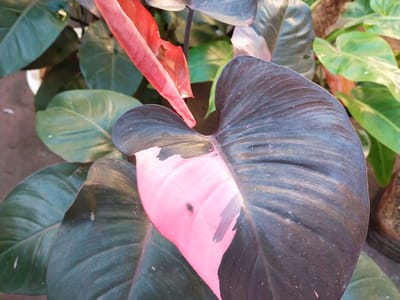Pink Princess philodendron (Philodendron erubescens) with dark leaves splashed in bright pink variegation
