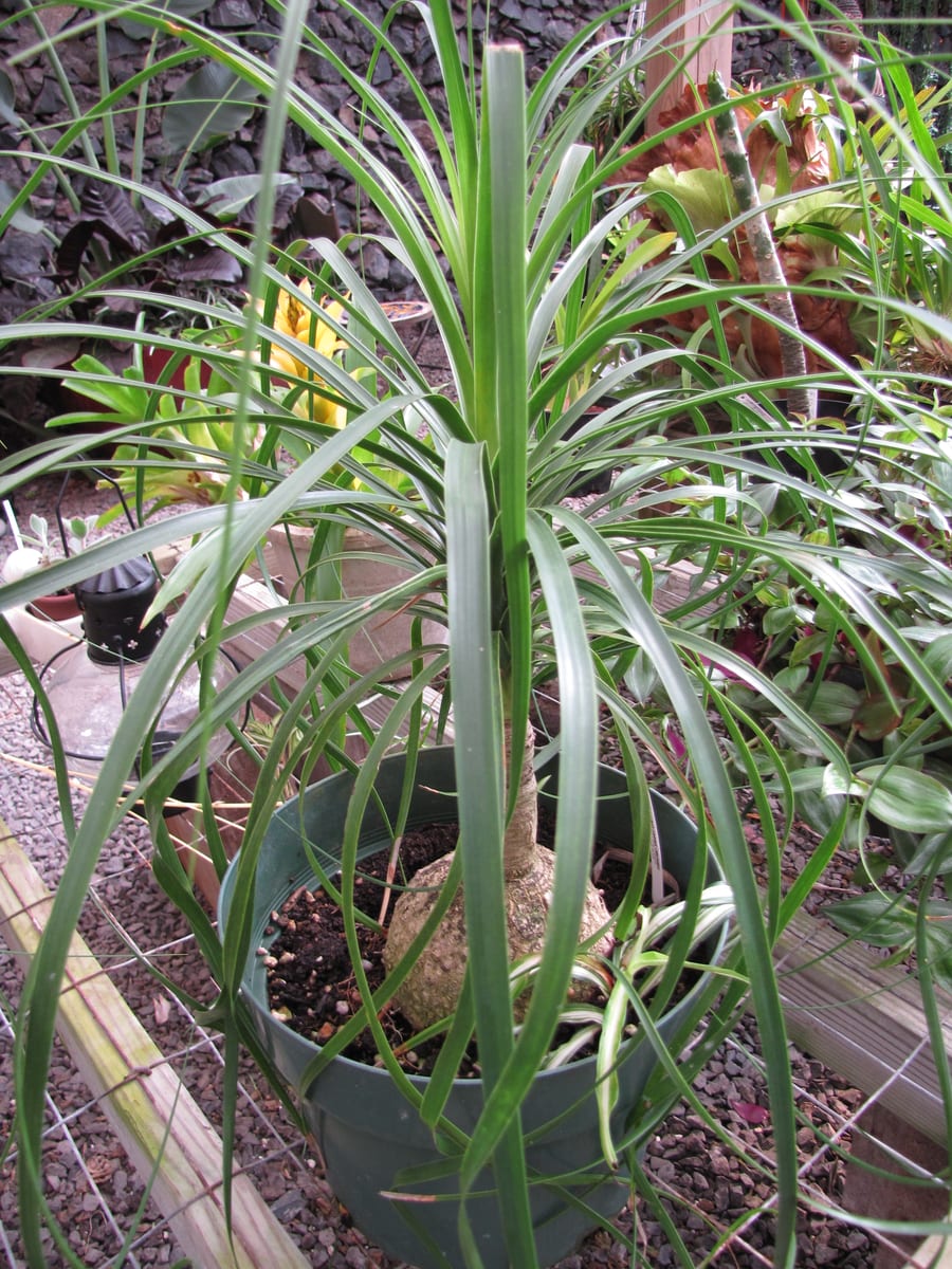Ponytail palm (Beaucarnea recurvata), the species that wants bright light, including some direct sun