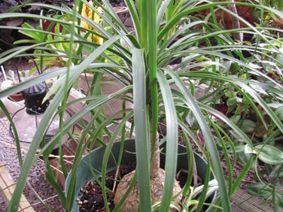 Ponytail palm (Beaucarnea recurvata), the species that wants bright light, including some direct sun