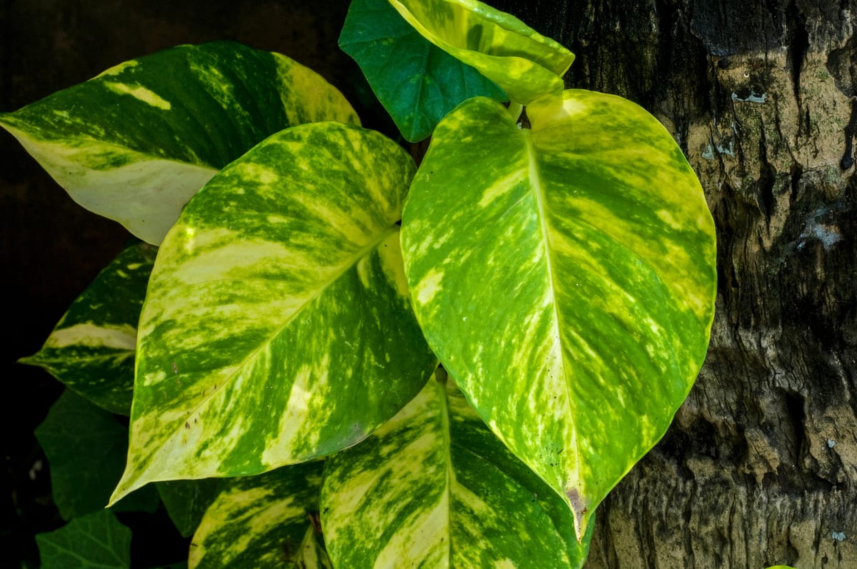 Pothos (Epipremnum aureum), the species that wants bright indirect light; tolerates some shade