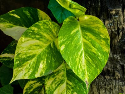 Pothos (Epipremnum aureum), the species that wants bright indirect light; tolerates some shade