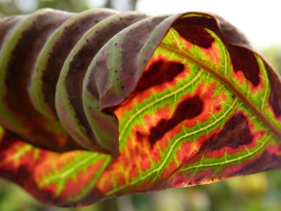 Prayer plant (Maranta leuconeura), the species that wants bright indirect light, never direct sun