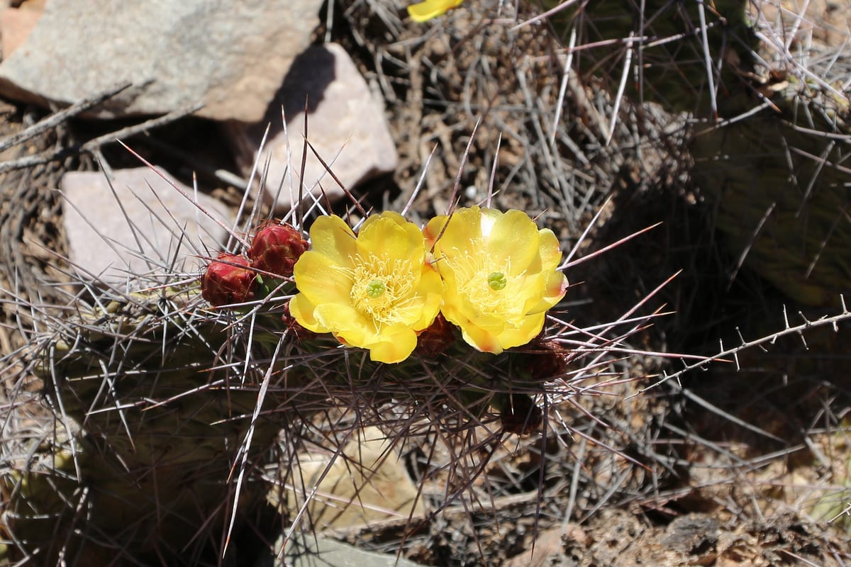 Prickly pear (Opuntia spp.), the species that wants full sun — the more the better