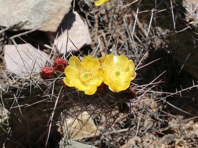 Prickly pear (Opuntia spp.), the species that wants full sun — the more the better