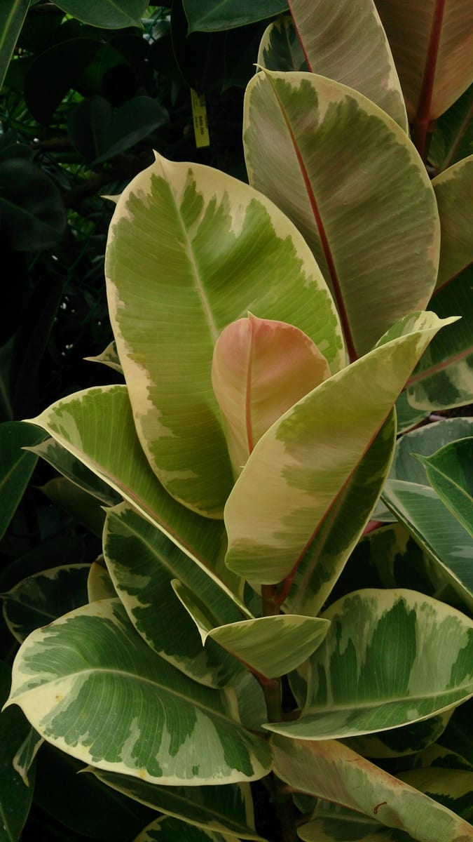 Rubber plant (Ficus elastica), the species that wants bright, filtered or indirect light