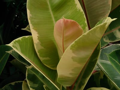 Rubber plant (Ficus elastica), the species that wants bright, filtered or indirect light
