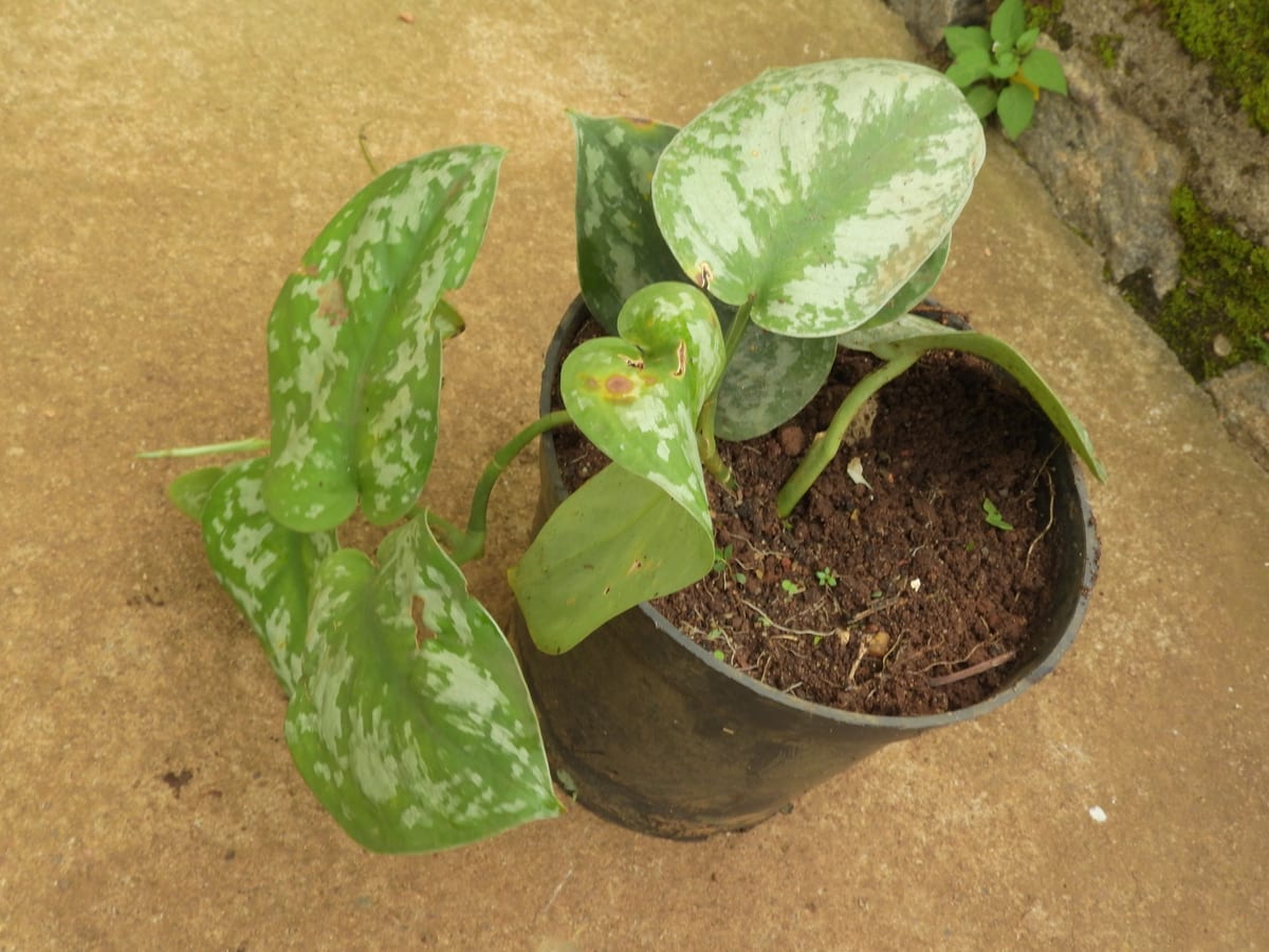 Satin pothos (Scindapsus pictus) with matte olive-green leaves dusted in silvery markings, trailing from a pot