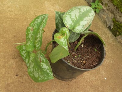 Satin pothos (Scindapsus pictus) with matte olive-green leaves dusted in silvery markings, trailing from a pot