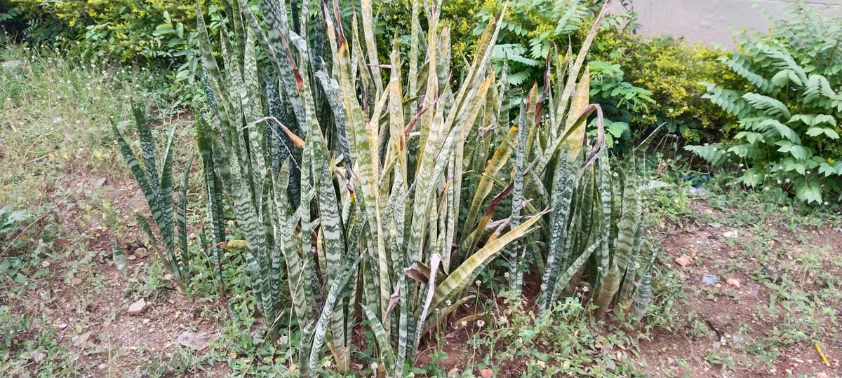 Snake plant (Dracaena trifasciata (syn. Sansevieria trifasciata)), the species that wants low light to bright indirect — very adaptable