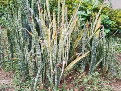 Snake plant (Dracaena trifasciata (syn. Sansevieria trifasciata)), the species that wants low light to bright indirect — very adaptable