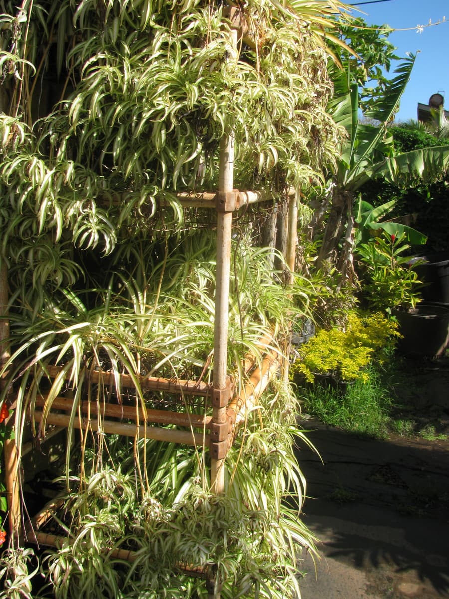 Spider plant (Chlorophytum comosum), the species that wants bright, indirect or dappled light