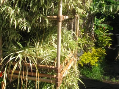 Spider plant (Chlorophytum comosum), the species that wants bright, indirect or dappled light