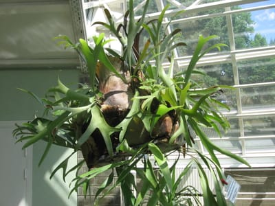 Mounted staghorn fern (Platycerium bifurcatum) with antler-shaped fronds above brown shield fronds