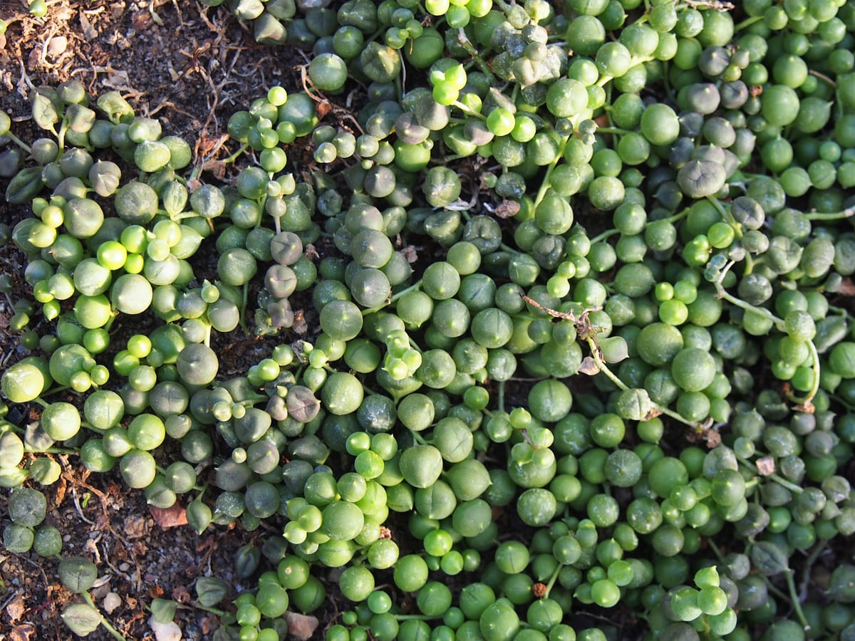 String of pearls (Curio rowleyanus (syn. Senecio rowleyanus)), the species that wants bright light, including some direct sun