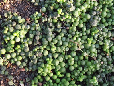 String of pearls (Curio rowleyanus (syn. Senecio rowleyanus)), the species that wants bright light, including some direct sun