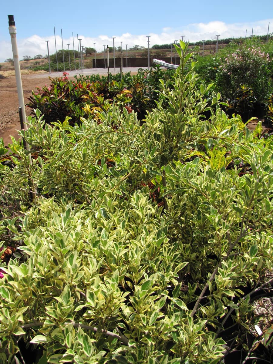 Weeping fig (Ficus benjamina), the species that wants bright light with some gentle direct sun