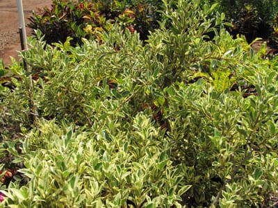 Weeping fig (Ficus benjamina), the species that wants bright light with some gentle direct sun