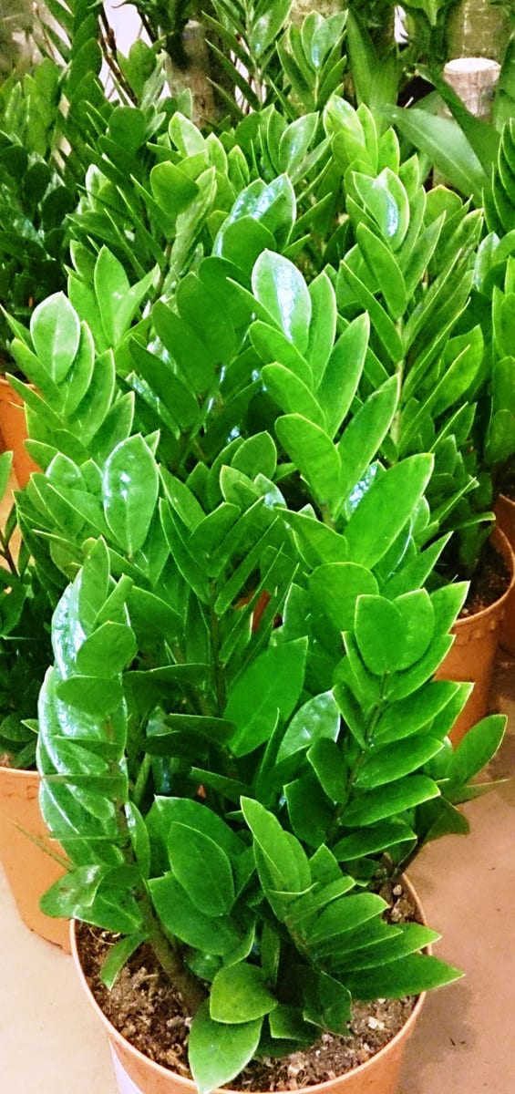ZZ plant (Zamioculcas zamiifolia), the species that wants low light to bright indirect — copes with shade