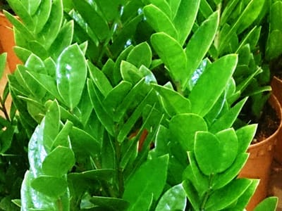 ZZ plant (Zamioculcas zamiifolia), the species that wants low light to bright indirect — copes with shade